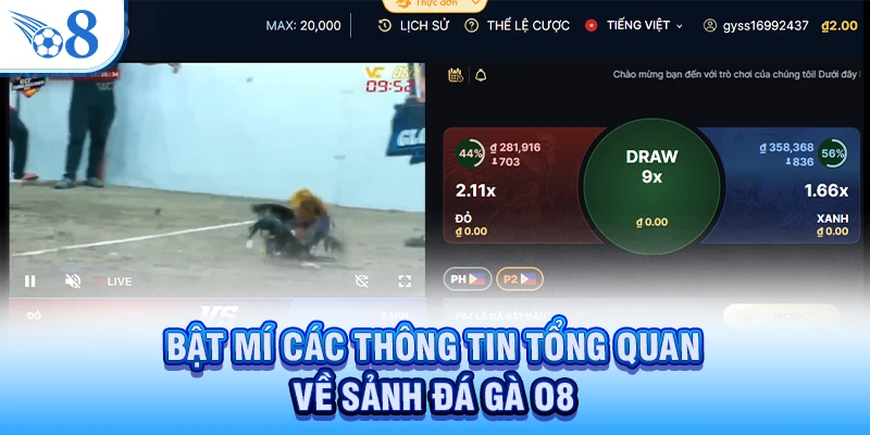 Đá Gà O8 - Trải Nghiệm Trận Đấu Hấp Dẫn, Thắng Lớn Nhất 2026 1 Bật mí các thông tin tổng quan về sảnh đá gà O8