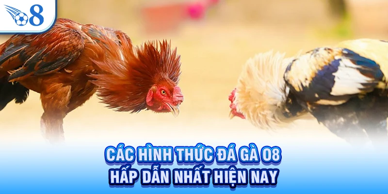 Đá Gà O8 - Trải Nghiệm Trận Đấu Hấp Dẫn, Thắng Lớn Nhất 2026 2 Các hình thức đá gà O8 hấp dẫn nhất hiện nay